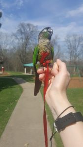 Noodle, Green cheek conure